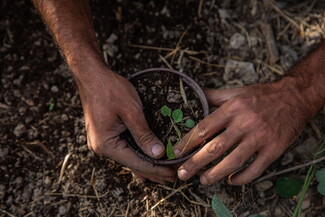 A close up of a man's hands repotting mallow stems and leaves in a small pot.