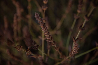 Close up of an elongated purple brown mountain tea flower.