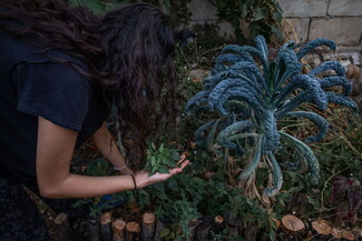 A woman with long black wavy hair holds a cluster of stinging nettle leaves in her hand while she picks more. She is bending next to a large bluish kale plant on her right