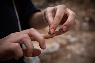 Close up of Rianna Tassabehji hands as she applies chewed-up tayyoun leaves to a wound on her finger.
