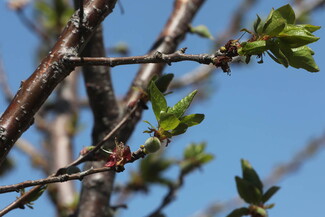 A close up of a growing apricot fruit.