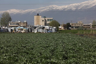 A wide image of a fava bean field.