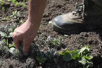 A close-up on a man's hand picking lavender leaves from a small plant.