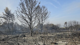 Burned trees amidst ashes