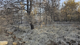 Burned trees amidst ashes
