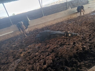 A dead cow lies on its side on the ground