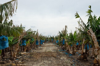 A glimpse into a banana crop field; a dirt road lined with banana trees bearing fruit. The sky is overcast.