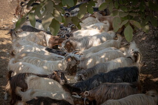 A herd of goats eat fodder on farmland in South Lebanon.