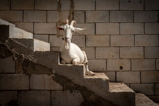 A goat perches on outdoor stairs beside a house in Chebaa.