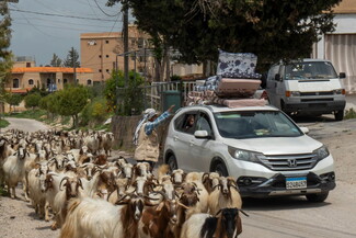A white SUV loaded with mattresses navigates a rural road, surrounded by a herd of goats. The Shepherd gestures to the driver. 