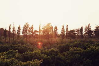 Golden sunset over a row of silhouetted trees, casting warm light over verdant greenery below, creating a serene and peaceful atmosphere.