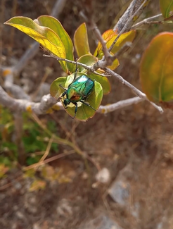 A vibrant green beetle with iridescent wings rests on a small, yellowing leaf on a branch. 