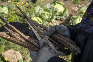 A close-up of hands wearing gardening gloves holding a curved metal sickle alongside several long, dried brown seed pods, some of which are split open to reveal the seeds inside.