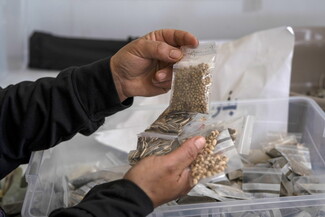 A close-up of a person's hands holding and sorting through multiple small, clear plastic zip-lock bags filled with different seed varieties, taken from a larger plastic storage tub.