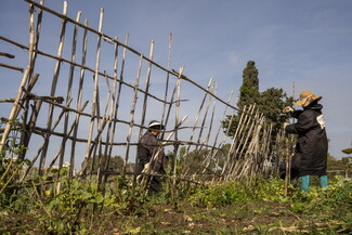Two people working outdoors under a clear blue sky to build or repair a tall, diagonal bamboo pole trellis fence in an agricultural field.