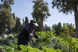 A woman wearing a floral hijab, sun visor, and gloves uses pruning shears to tend to leafy green plants in a lush garden. Tall pine trees frame the background under a clear blue sky.