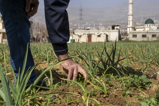 A close-up shot of a farmer's hand touching the soil and base of young green plants in an agricultural field. In the background, a village with a green-domed mosque sits below hazy mountains.