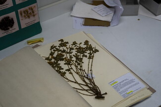 A dried botanical plant specimen mounted on a white page inside an open herbarium logbook resting on a laboratory counter.