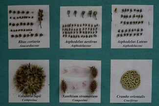 Six white square display cards arranged on a teal background, each showing neatly classified plant seed specimens alongside their printed scientific names.