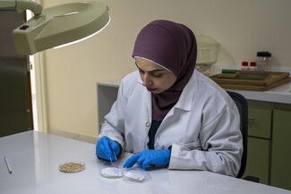 A woman wearing a white lab coat, maroon hijab, and blue nitrile gloves uses tweezers to meticulously sort seeds in a small petri dish under a magnifying lamp at a white laboratory table.