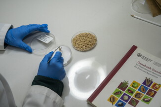 A close-up, top-down view of blue-gloved hands using tweezers to sort seeds between two petri dishes on a white lab table, sitting next to a manual titled "Genebank Standards for Plant Genetic Resources."