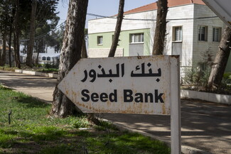 A weathered, white arrow-shaped metal sign pointing left, with the words "بنك البذور" and "Seed Bank" printed in bold black text next to a tree-lined driveway.