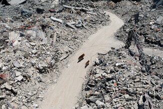 A top-down, high-angle shot focusing on a cleared dirt path winding through deep piles of concrete ruins in Tebnine, South Lebanon. Two stray dogs—one larger brown dog and a smaller one—walk along the empty path, surrounded by a vast expanse of pulverized buildings.