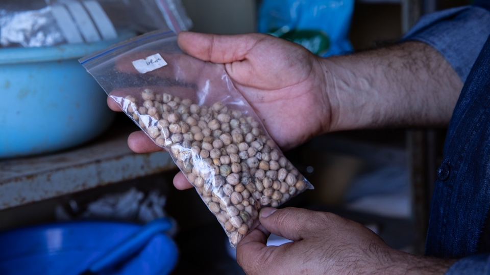 Bashar Abu Saifan holds a bag of chickpeas grown and saved for seed on the Seed in a Box land in Beddawi.