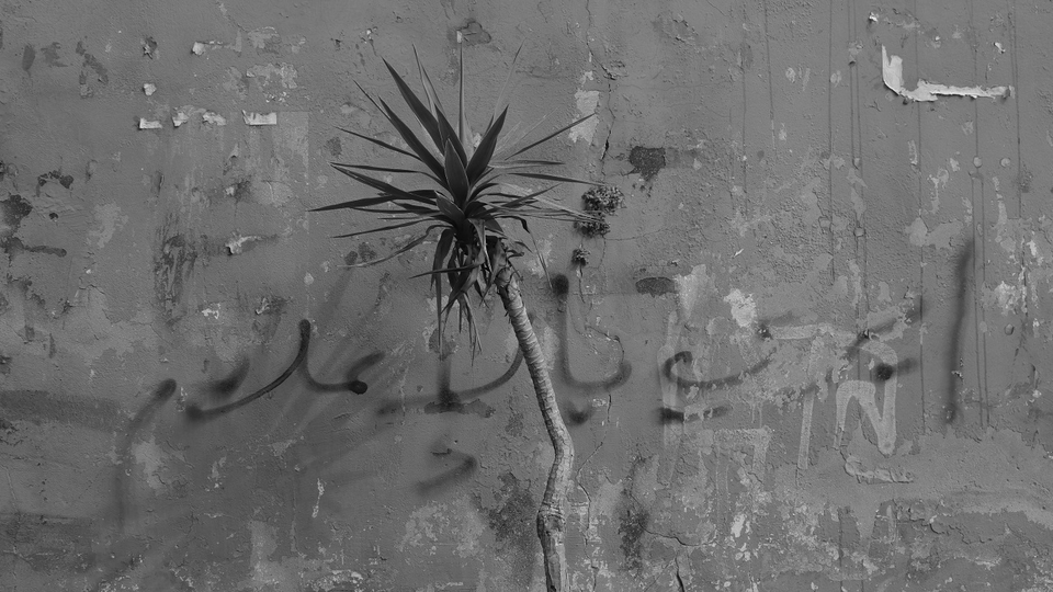 A cactus foregrounds the backside of the Model Public School for Boys in Tripoli. On that wall, someone wrote “Fuck the Media."