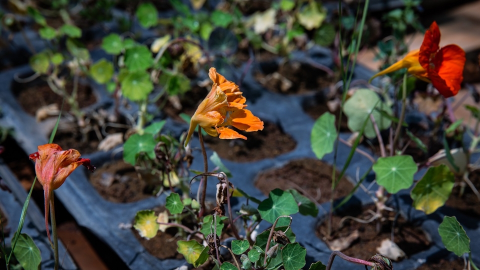 Young Nasturtiums (Tropaeolum majus and minus) in a greenhouse at the Seed in a Box farm in Beddawi, Lebanon, waiting to be transplanted into open soil.