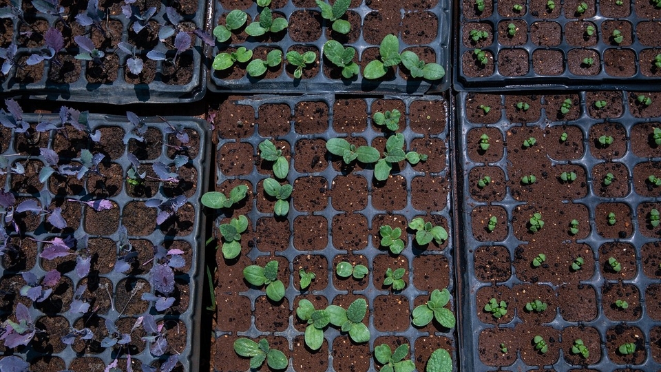 Vegetable seedlings in a Seed in a Box greenhouse in Beddawi, Lebanon.