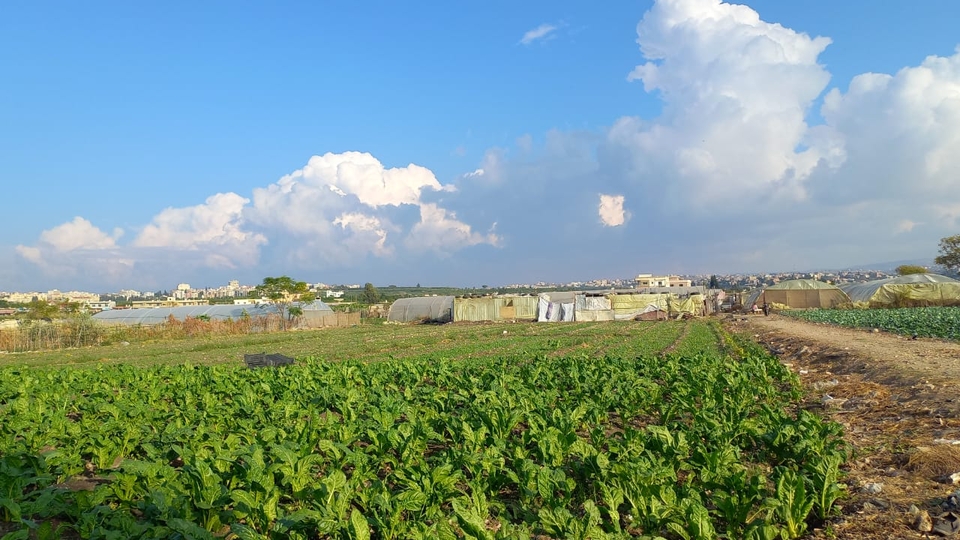 Agricultural plot with makeshift greenhouses in the back, against a bright blue sky.