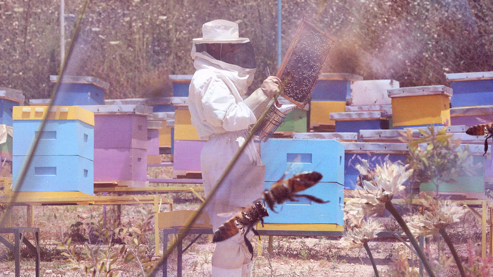 A composite image of Khaled Al Mahmoud inspecting a frame amid colorful wooden hives with bees and flowers in the foreground.