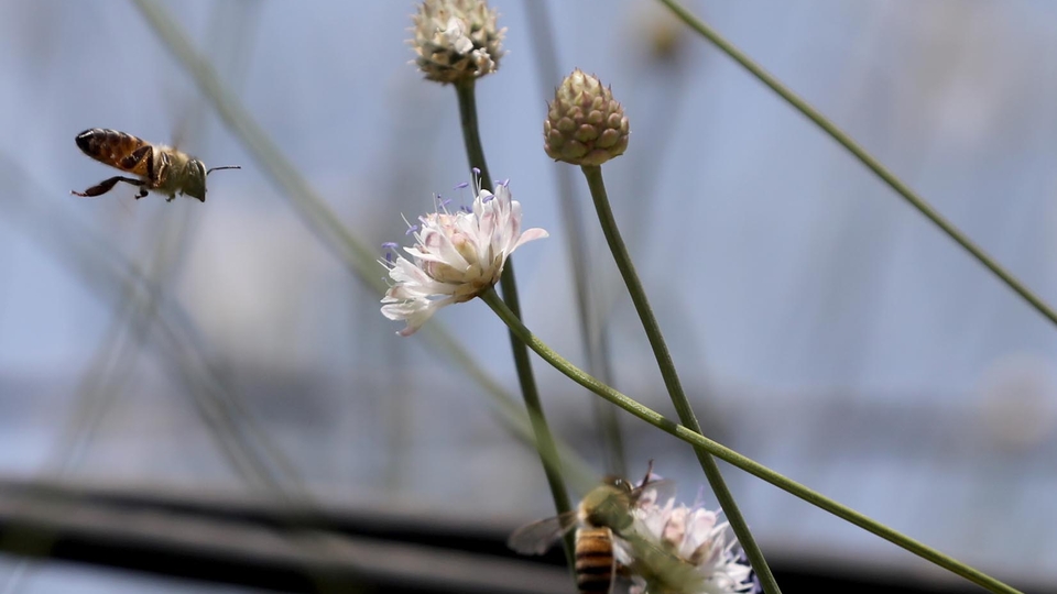 A bee heads towards a small white flower, cephalaria leucantha.