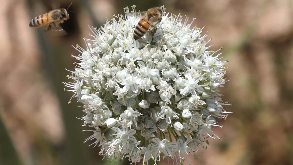 Two bees pollinate an onion flower.
