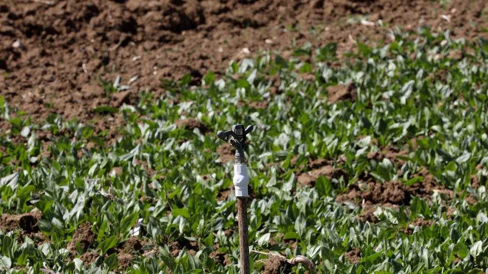A water sprinkler in the middle of a spinach field