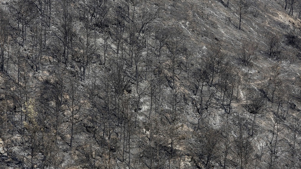  A wide shot showing the aftermath of a forest fire: blackened trees and greyed land.